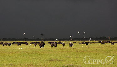 平原上吃草的水牛群